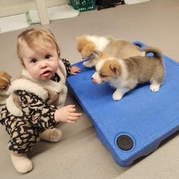 Bulldog and Pembroke Welsh Corgi Puppies from Salted Rim Corgis