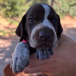 Paprika - hot pink collar - Liver roan female German Shorthaired Pointer puppy in Mokelumne Hill, California from Underhill GSP