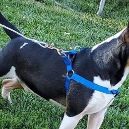 Bull Terriers from Carlos Hernadez' Bull Terriers