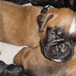 Soft Blue Collar - Feather Female - Fawn female Boxer puppy in Gloucester, Virginia from Keen Boxers