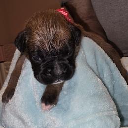 Red girl - Fawn female Boxer puppy in Titusville, Florida from Saskobox
