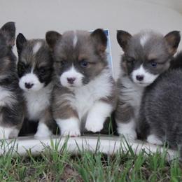 Pembroke Welsh Corgi puppies from Moonstone Corgis & Frenchies