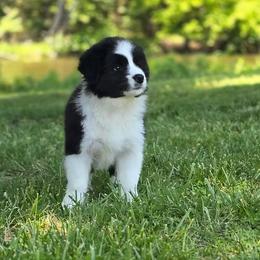 Ash - Black and white male Border Collie puppy in Olney, Illinois from Heronwood Border Collies