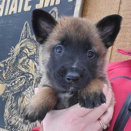 Boy 1 - male Belgian Tervuren puppy in Farmington, Maine from Pine State Shepherds