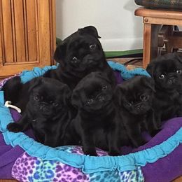 Havanese and Pug Puppies from Casa Blanca Pugs & Mardi Gras Havanese