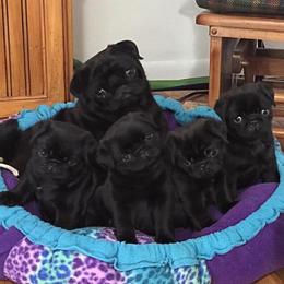 Havanese and Pug Puppies from Casa Blanca Pugs & Mardi Gras Havanese