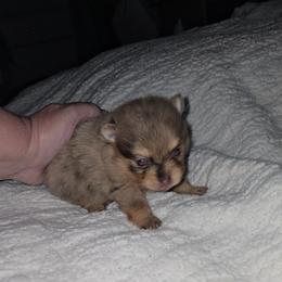 Lily - Chocolate merle female Pomeranian puppy in Angleton, Texas from Pomeranian Palace, LLC
