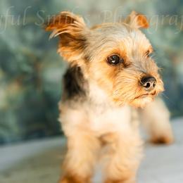 JoJo - Yorkshire Terrier