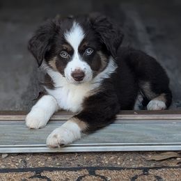 Miniature Australian Shepherd and Toy Australian Shepherd Puppies from Pleasant Grove Aussies