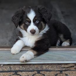 Miniature Australian Shepherd and Toy Australian Shepherd Puppies from Pleasant Grove Aussies