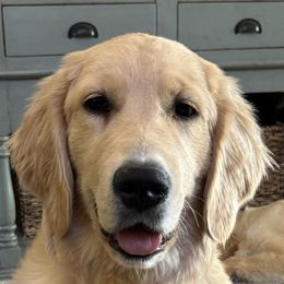 Golden Retriever Puppies from Suzy’s Golden Girls