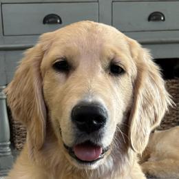 Golden Retriever Puppies from Suzy’s Golden Girls