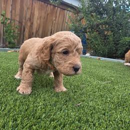 Autumn Orange - Cafe male Labradoodle puppy in Commerce City, Colorado from Playful Paws Labradoodles