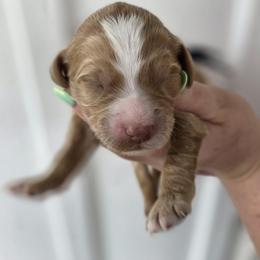 Cedar - Apricot male Goldendoodle puppy in Decatur, Tennessee from Diamond's Doodles