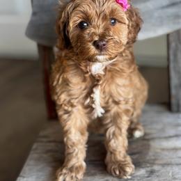Sunny - Apricot female Goldendoodle puppy in Waterford, California from Alvdoodles