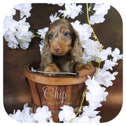 CHIP - Reserved - Chocolate and tan male Dachshund puppy in Graceville, Florida from Misty's 101 Doxies