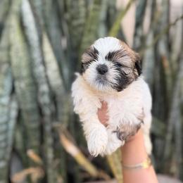 Shadow - Tricolor male Shih Tzu puppy in Azusa, California from RJ Shih Tzu lover