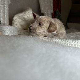 Poodle and Schnoodle Puppies from Bred by Brennen