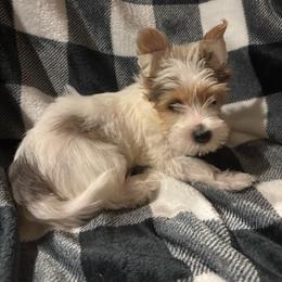 Minnie - Parti female Yorkshire Terrier puppy in Black Canyon City, Arizona from Sweet Hart Yorkies