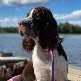 Dixie - English Springer Spaniel