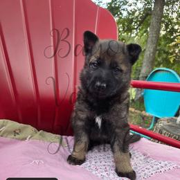 Josie - Sable female German Shepherd puppy in Cave City, Arkansas from Bayou Valley Shepherds and American Hunt Terriers