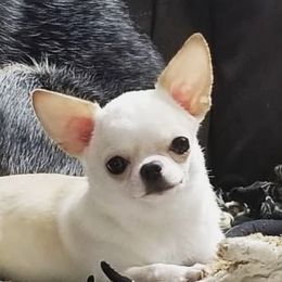 Amber - Chihuahua