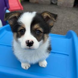 Quest-(Fluff Carrier, Triple Clear) - Black and tan female Pembroke Welsh Corgi puppy in Scottown, Ohio from Wyndy Ridge Corgis