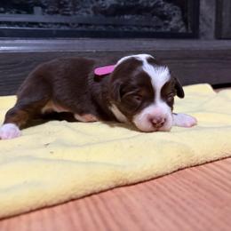 Gypsy - Red tri-color female Miniature American Shepherd puppy in Terryville, Connecticut from Spirited Aussies