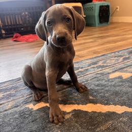 Ridge - Blue male Weimaraner puppy in Riverside, Utah from Blue Phantom Kennels