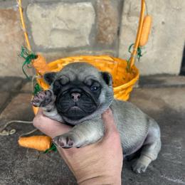 Orange collar - Fawn male Pug puppy in Tucson, Arizona from Furever Friends