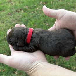 Girl 1 - Brown female Cocker Spaniel puppy in Palestine, Texas from Chocolate Cocker Spaniels