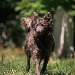 Luna - Mudi