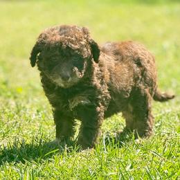 Aspen - Merle female Goldendoodle puppy in Rome, Georgia from Victoria’s Designer Doodles