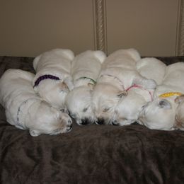 Golden Retriever Puppies from Mapleleaf Goldens