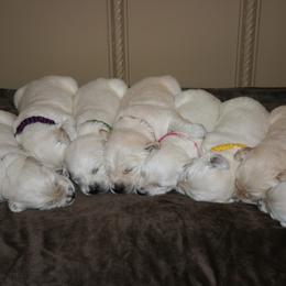 Golden Retriever Puppies from Mapleleaf Goldens