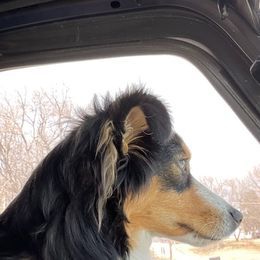 Miniature Australian Shepherd and Toy Australian Shepherd All Grown Up from Elk Creek Aussies