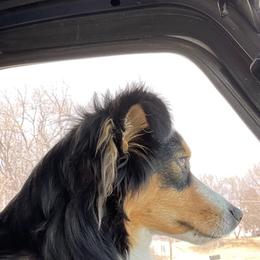 Miniature Australian Shepherd and Toy Australian Shepherd All Grown Up from Elk Creek Aussies