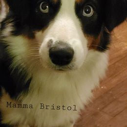 Bristol - Miniature Australian Shepherd