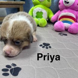 Priya - Sable female Pembroke Welsh Corgi puppy in Apison, Tennessee from Ashmore Corgis