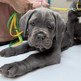 Green Collar-Hazel - Gray female Cane Corso puppy in Osceola, Arkansas from Classic Jayx