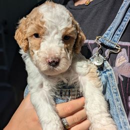 Light Grey Collar - Parti female Goldendoodle puppy in Olympia, Washington from Sinclairdoodles