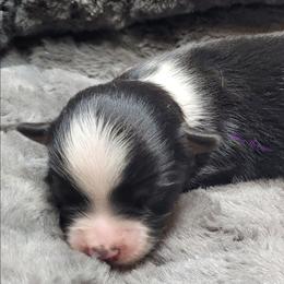 Raine - Black tri female Miniature Australian Shepherd puppy in Deer Park, Washington from Rodeo Aussies