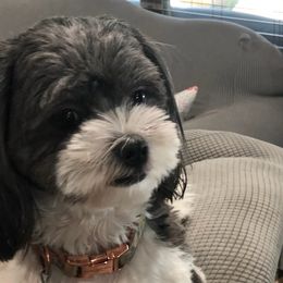 Sadie - Shihpoo