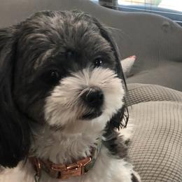 Sadie - Shihpoo