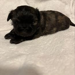 Mocha - Black gold and white male Shih Tzu puppy in Bluffton, South Carolina from Cuddly Coastal Cuties