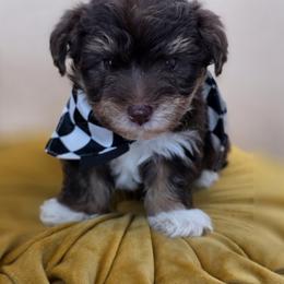 Cadbury - Phantom male Bernedoodle puppy in Decatur, Tennessee from Diamond's Doodles