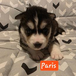 Paris - Black and white female Siberian Husky puppy in Meridian, Mississippi from JJ's Huskies