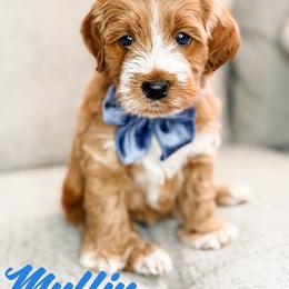 Boy 2 - Caramel male Australian Labradoodle puppy in Miami, Florida from Miami Australian Labradoodles