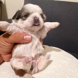 Brenda G - Liver and white female Shih Tzu puppy in Apple Valley, California from Garcia_shihtzu