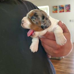 Dachshund Puppies from TNT MINI DACHSHUNDS